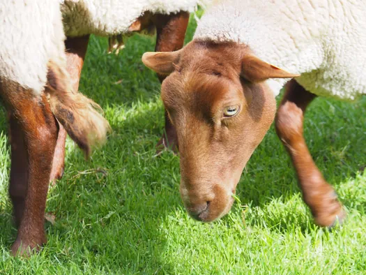 Openluchtmuseum Bokrijk (België)